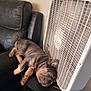puppy, dog, sleeping, table, fan, black_leather_couch, indoor, relaxing, cozy, napping, pet, fur, paw, collar, home, small_table, white_fan, floor, wall, cord