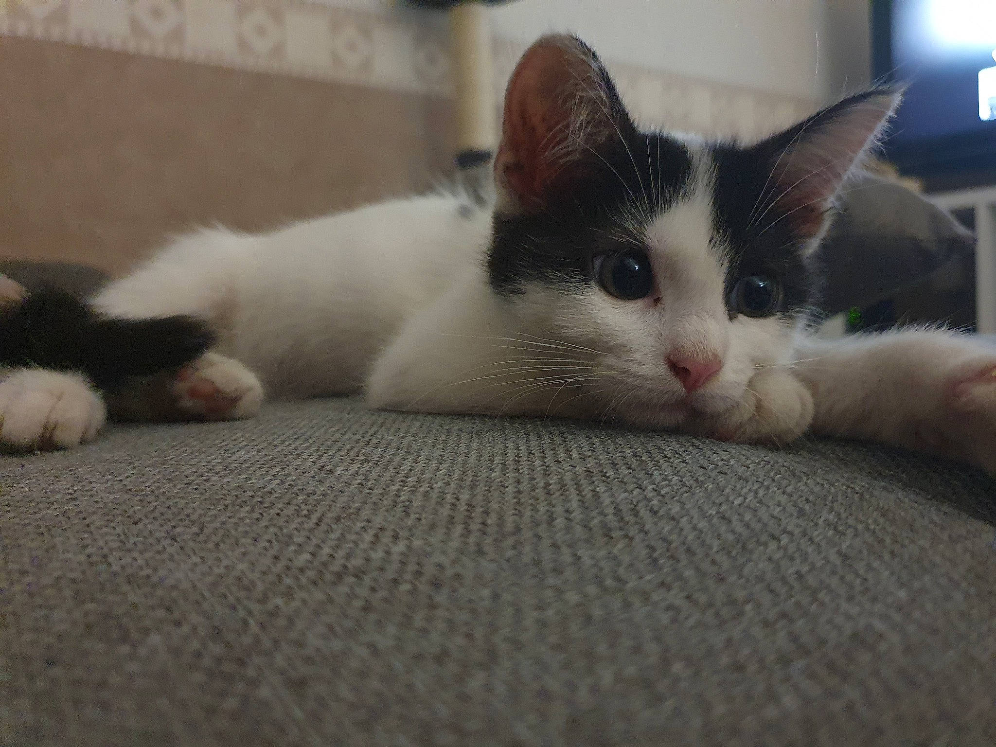 Rebelle a rejoint le concours — aidez-le/la à gagner de superbes lots ! aegean_cat, american_wirehair, carnivore, cat, domestic_short_haired_cat, ear, european_shorthair, eye, fawn, felidae, japanese_bobtail, kitten, mammal, nose, polydactyl_cat, small_to_medium_sized_cats, whiskers