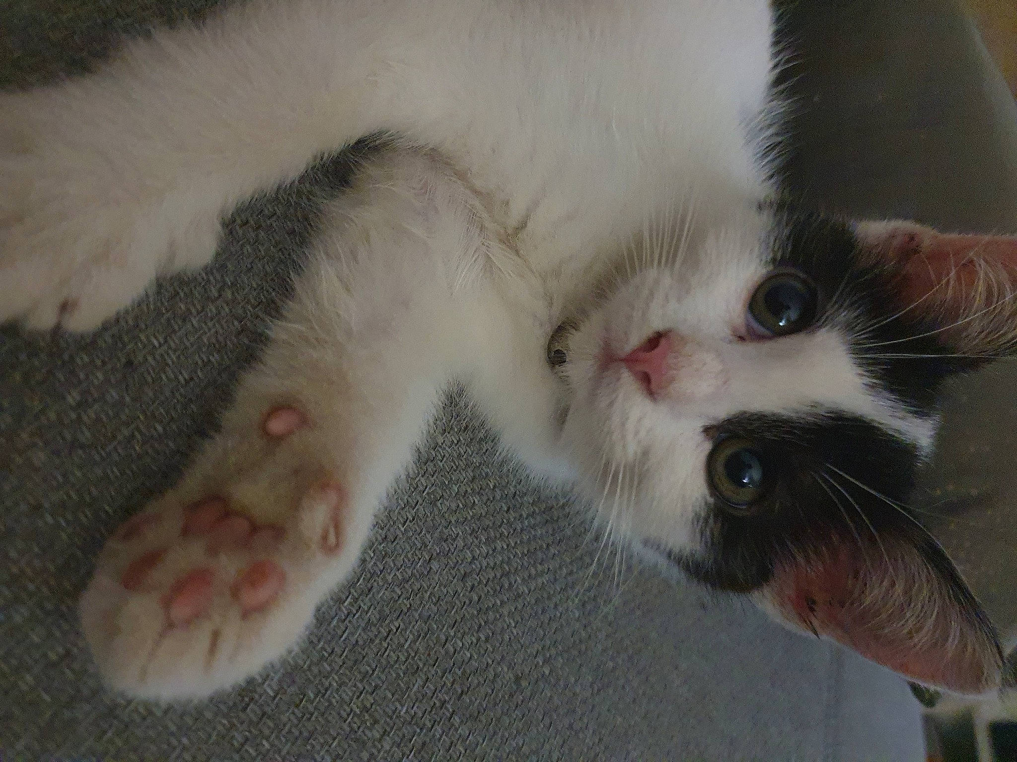 Rebelle a rejoint le concours — aidez-le/la à gagner de superbes lots ! aegean_cat, carnivore, cat, claw, fawn, felidae, fur, japanese_bobtail, kitten, paw, polydactyl_cat, small_to_medium_sized_cats, snout, tail, turkish_van, whiskers