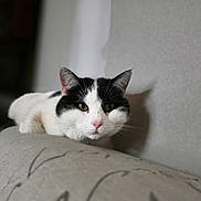 Rebelle a rejoint le concours — aidez-le/la à gagner de superbes lots ! animal, black_and_white, cat, closeup, couch, cute, domestic, ears, face, feline, fur, furniture, indoor, mammal, pet, portrait, relaxed, resting, shadow, whiskers