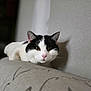 animal, black_and_white, cat, closeup, couch, cute, domestic, ears, face, feline, fur, furniture, indoor, mammal, pet, portrait, relaxed, resting, shadow, whiskers
