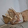 Caramel participe au concours pour gagner de l'argent avec cette photo : cat, ginger_cat, crown, paper_crown, pet, feline, resting, sleepy, close_up, indoor, cushion, fur, whiskers, pink_nose, relaxed, domestic_cat, portrait, head, animal, cute