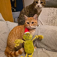 Caramel participe au concours pour gagner de l'argent avec cette photo : cat, tabby_cat, orange_cat, brown_cat, plush_toy, grinch_toy, chair, furniture, indoor, pet, animal, cozy, curious, sitting, domestic_cat, fur, whiskers, collar, close_up, soft_texture