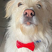 Pojii participe au concours pour gagner de l'argent avec cette photo : dog, white_fur, bow_tie, pet, indoor, portrait, close_up, cute, animal, fluffy, mammal, adorable, domestic_animal, face, fur, looking_up, collar, red, whiskers, nose
