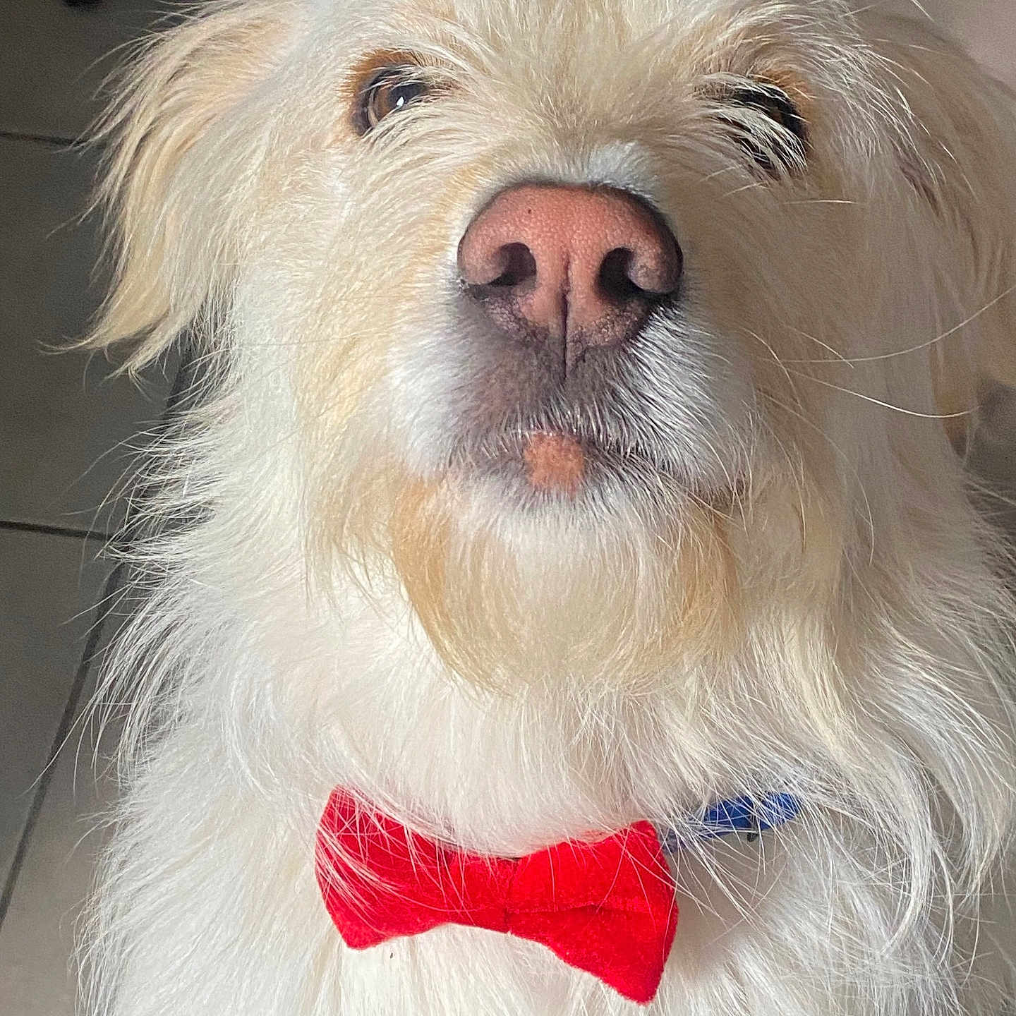 Pojii participe au concours pour gagner de l'argent avec cette photo : dog, white_fur, bow_tie, pet, indoor, portrait, close_up, cute, animal, fluffy, mammal, adorable, domestic_animal, face, fur, looking_up, collar, red, whiskers, nose
