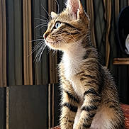 Remington is registered to the contest to win money with this photo: cat, kitten, tabby, animal, pet, sitting, portrait, whiskers, ears, blue_eyes, fur, striped_fur, white_paws, white_chest, indoors, table, wood, background, closeup, alert