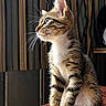 cat, kitten, tabby, animal, pet, sitting, portrait, whiskers, ears, blue_eyes, fur, striped_fur, white_paws, white_chest, indoors, table, wood, background, closeup, alert