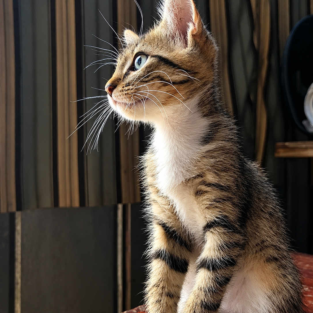 Remington