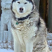Susie joined the competition — help win amazing prizes! dog, husky, siberian_husky, canine, pet, animal, snow, winter, outdoors, sitting, fluffy_fur, white_fur, gray_fur, blue_eyes, collar, tag, wooden_door, snowy_ground, portrait, phone_screenshot