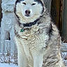 dog, husky, siberian_husky, canine, pet, animal, snow, winter, outdoors, sitting, fluffy_fur, white_fur, gray_fur, blue_eyes, collar, tag, wooden_door, snowy_ground, portrait, phone_screenshot