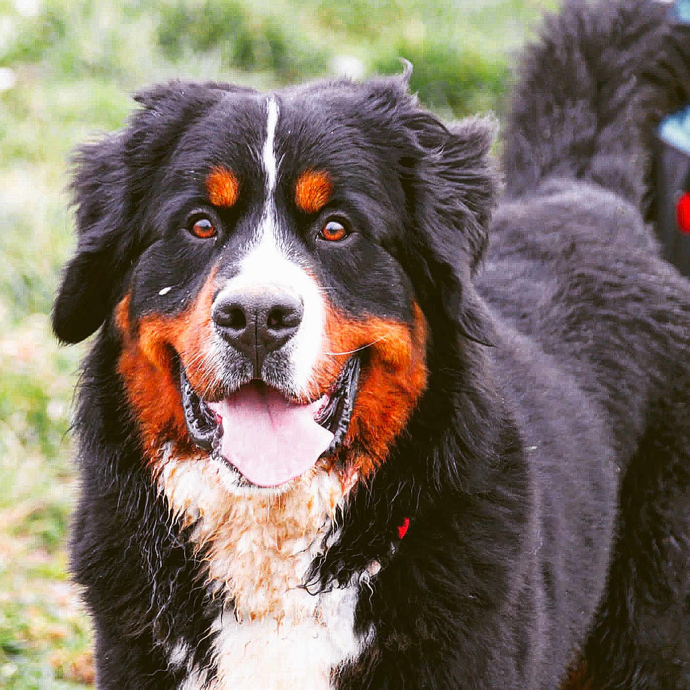 Aston participe au concours pour gagner de l'argent avec cette photo : animal, appenzeller, bodypart, canine, cockerspaniel, dog, grass, hound, mouth, nature, newfoundland, outdoors, person, pet, plant, poodle, puppy, saintbernard, teeth, tongue