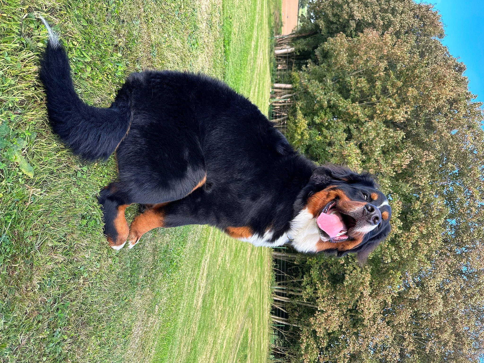 Aston participe au concours pour gagner de l'argent avec cette photo : canidae, carnivore, collar, companion_dog, dog, dog_breed, grass, guard_dog, hunting_dog, plant, sky, sporting_group, tail, terrestrial_animal, tree, working_dog