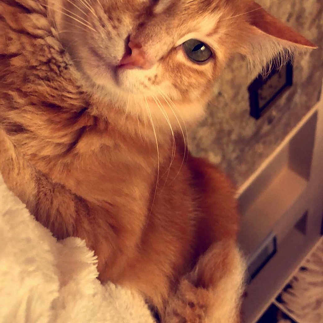 Cookie