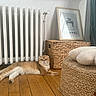 cat, orange_cat, wooden_floor, radiator, woven_basket, framed_poster, chanel, interior, cozy, relaxed, pet, feline, home_decor, flooring, curtains, cat_lying, cute, domestic_animal, indoor, resting_cat