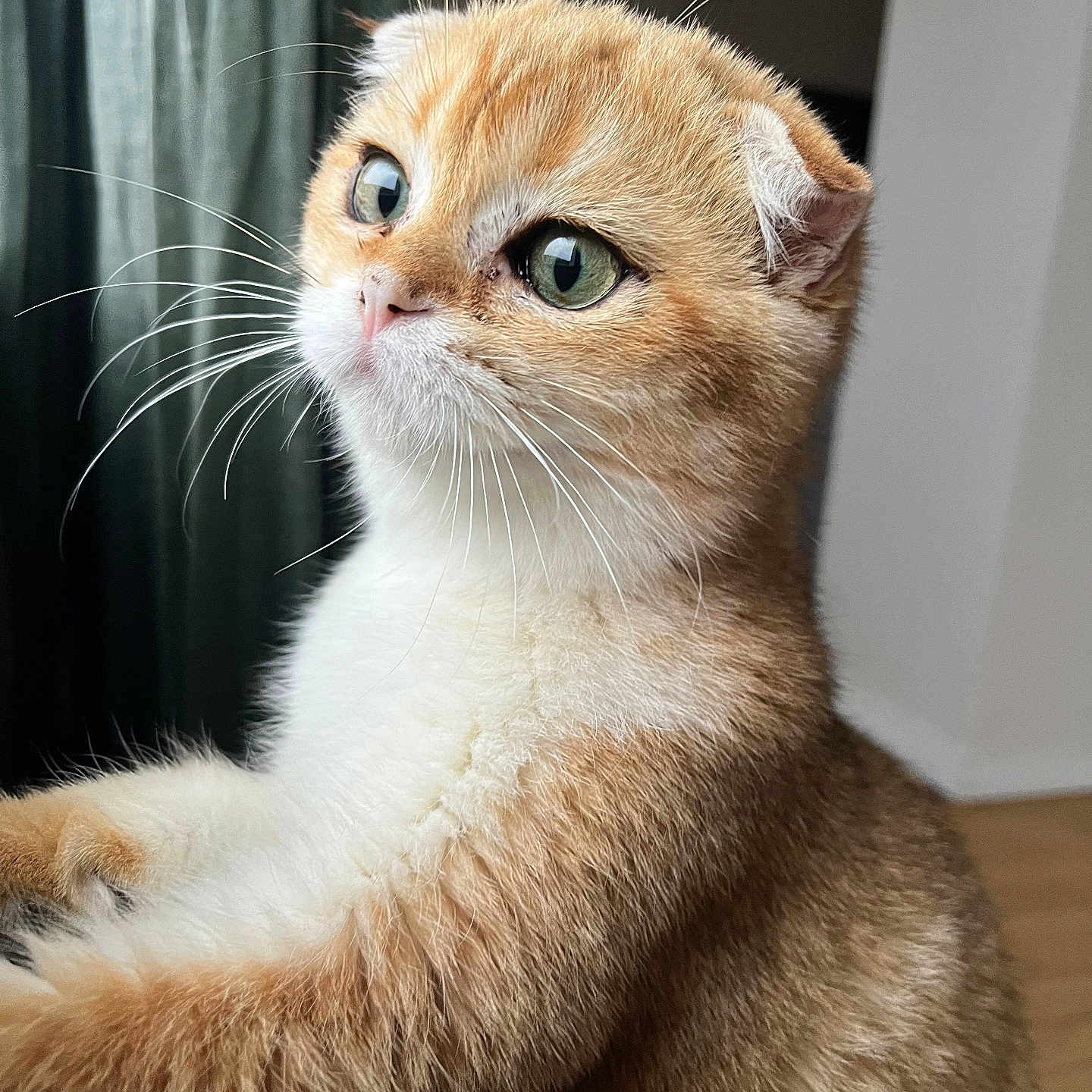 Sookie a rejoint le concours — aidez-le/la à gagner de superbes lots ! cat, orange_cat, white_fur, fluffy, whiskers, close_up, indoor, window, curious, pet, feline, cute, soft_light, portrait, animal, domestic_cat, looking_out, side_view, young_cat, adorable