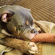 Blue is registered to the contest to win money with this photo: dog, sleeping, puppy, couch, blanket, toy, paw, cozy, indoor, brown, striped, nap, pet, fur, snout, cute, relaxed, closeup, domestic_animal, companion