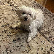 Bentley is registered to the contest to win money with this photo: animal, canine, companion, curious, curly_fur, cute, dog, domestic_animal, floor, furry, indoor, laying_down, looking_up, patterned_rug, pet, relaxed, rug, small_dog, white_dog, wood_floor