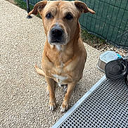 Boss a rejoint le concours — aidez-le/la à gagner de superbes lots ! dog, pet, animal, brown_dog, sitting, outdoor, fence, patio, metal_container, leash_holder, looking_up, canine, ears, tail, snout, four_legs, fur, domestic_animal, companion, obedient