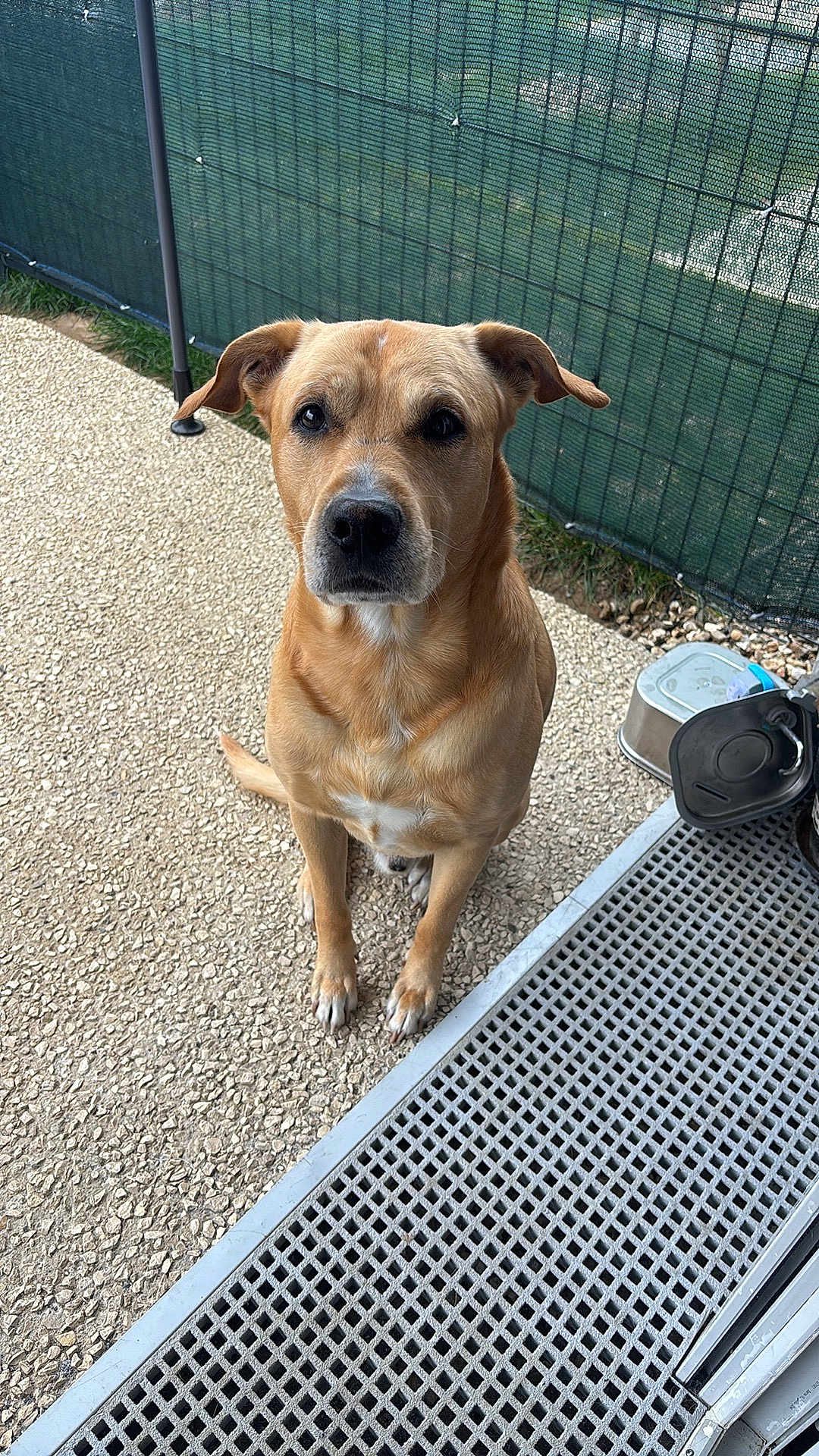 Boss a rejoint le concours — aidez-le/la à gagner de superbes lots ! dog, pet, animal, brown_dog, sitting, outdoor, fence, patio, metal_container, leash_holder, looking_up, canine, ears, tail, snout, four_legs, fur, domestic_animal, companion, obedient