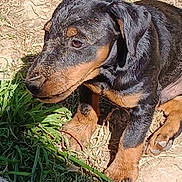 Ultim participe au concours pour gagner de l'argent avec cette photo : puppy, dog, rottweiler, muddy, grass, dirt, outdoor, pet, animal, young, curious, sitting, brown, black, ears, legs, snout, sunlight, nature, closeup