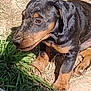 puppy, dog, rottweiler, muddy, grass, dirt, outdoor, pet, animal, young, curious, sitting, brown, black, ears, legs, snout, sunlight, nature, closeup