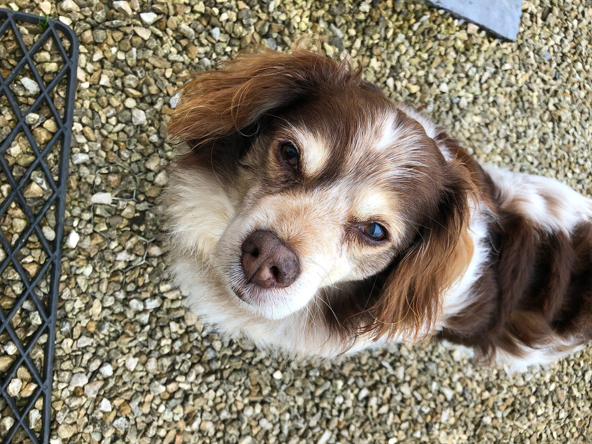 Charly a rejoint le concours — aidez-le/la à gagner de superbes lots ! canidae, carnivore, companion_dog, dog, dog_breed, fawn, fur, liver, puppy, snout, spaniel, sporting_group, terrestrial_animal, toy_dog, whiskers