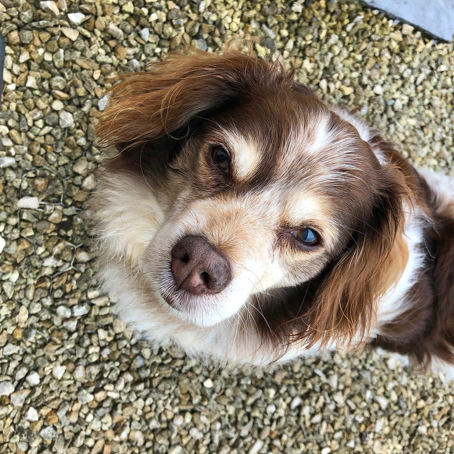 Charly