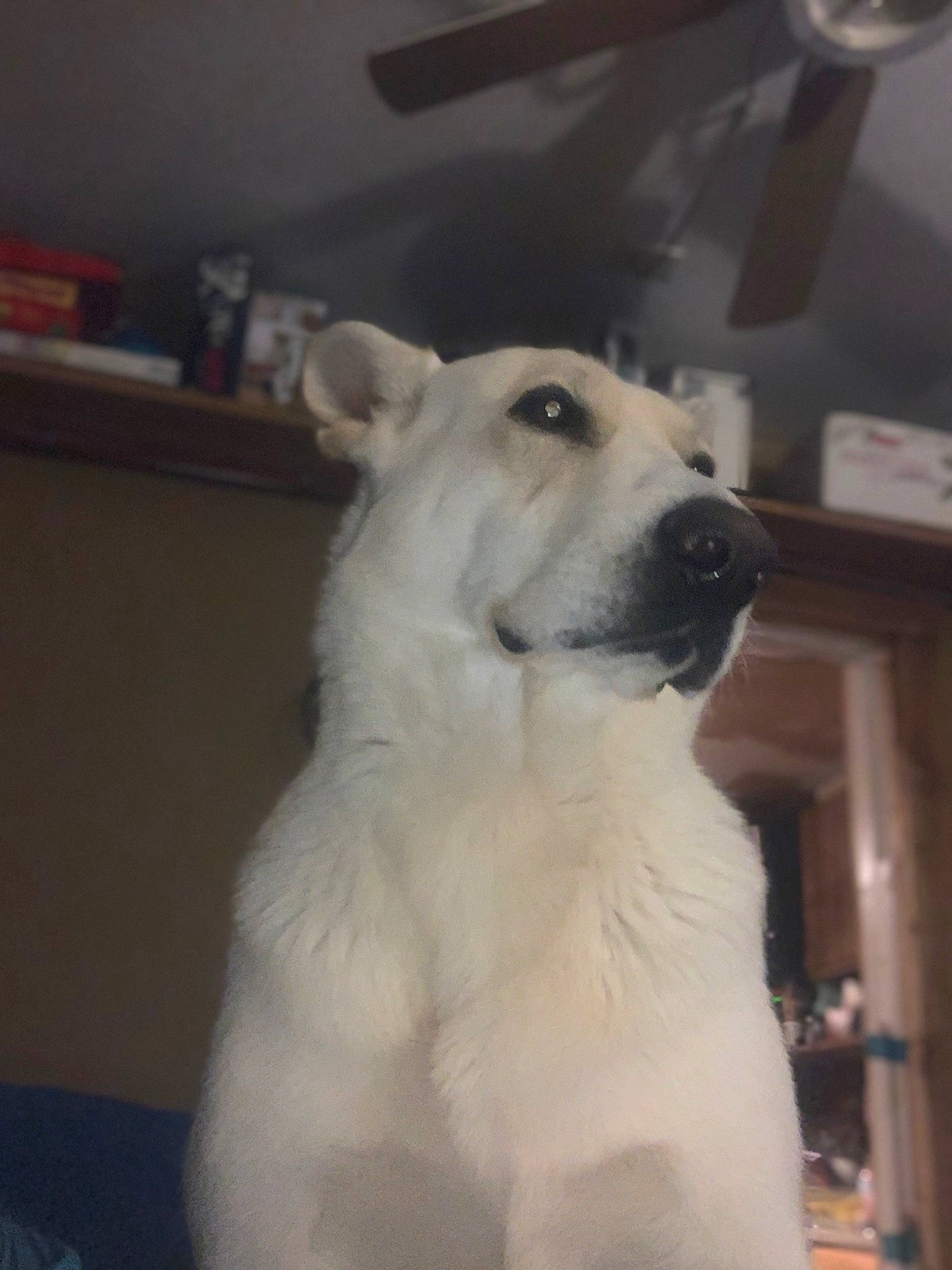 Jupiter joined the competition — help win amazing prizes! ancient_dog_breeds, canidae, carnivore, companion_dog, dog, dog_breed, fawn, fur, giant_dog_breed, non_sporting_group, polish_tatra_sheepdog, snout, sporting_group, whiskers, working_animal, working_dog