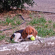 Aloha a rejoint le concours — aidez-le/la à gagner de superbes lots ! beagle, puppy, dog, tennis_ball, grass, curb, outdoor, animal, pet, playful, brown, white, black, young, chewing, nature, ground, shrub, small, cute