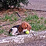 beagle, puppy, dog, tennis_ball, grass, curb, outdoor, animal, pet, playful, brown, white, black, young, chewing, nature, ground, shrub, small, cute