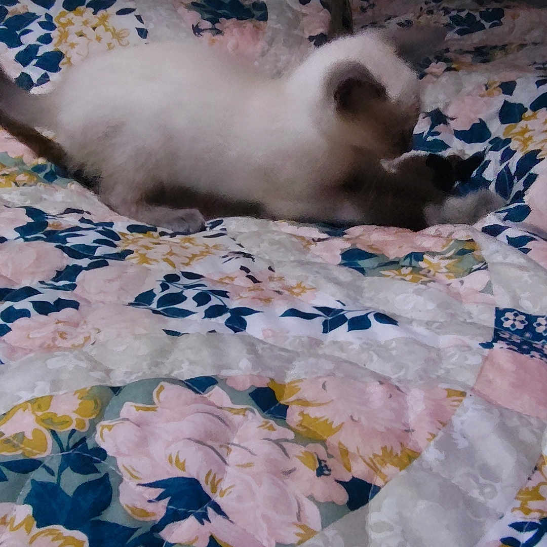 Rouge is registered to the contest to win money with this photo: accessories, angora, animal, art, bear, bed, bedroom, blanket, cat, cushion, furniture, homedecor, indoors, kitten, linen, ornament, pet, quilt, room, siamese