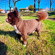 Paco a rejoint le concours — aidez-le/la à gagner de superbes lots ! dog, brown_dog, fluffy_tail, grass, outdoor, sunny, blue_sky, trees, pet, animal, canine, small_dog, side_view, nature, park, daylight, shadow, fur, cute, alert