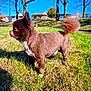 dog, brown_dog, fluffy_tail, grass, outdoor, sunny, blue_sky, trees, pet, animal, canine, small_dog, side_view, nature, park, daylight, shadow, fur, cute, alert