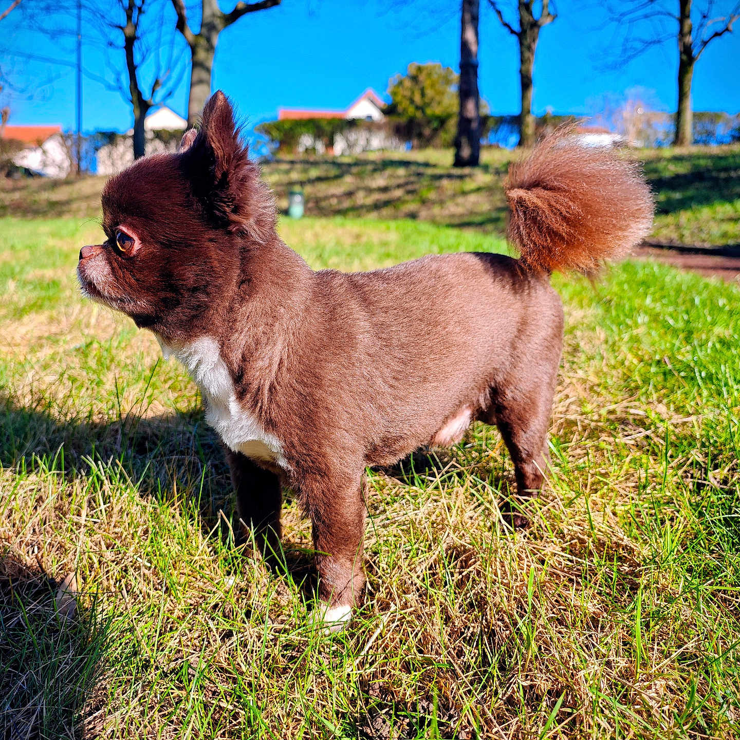 Paco a rejoint le concours — aidez-le/la à gagner de superbes lots ! alert, animal, blue_sky, brown_dog, canine, cute, daylight, dog, fluffy_tail, fur, grass, nature, outdoor, park, pet, shadow, side_view, small_dog, sunny, trees