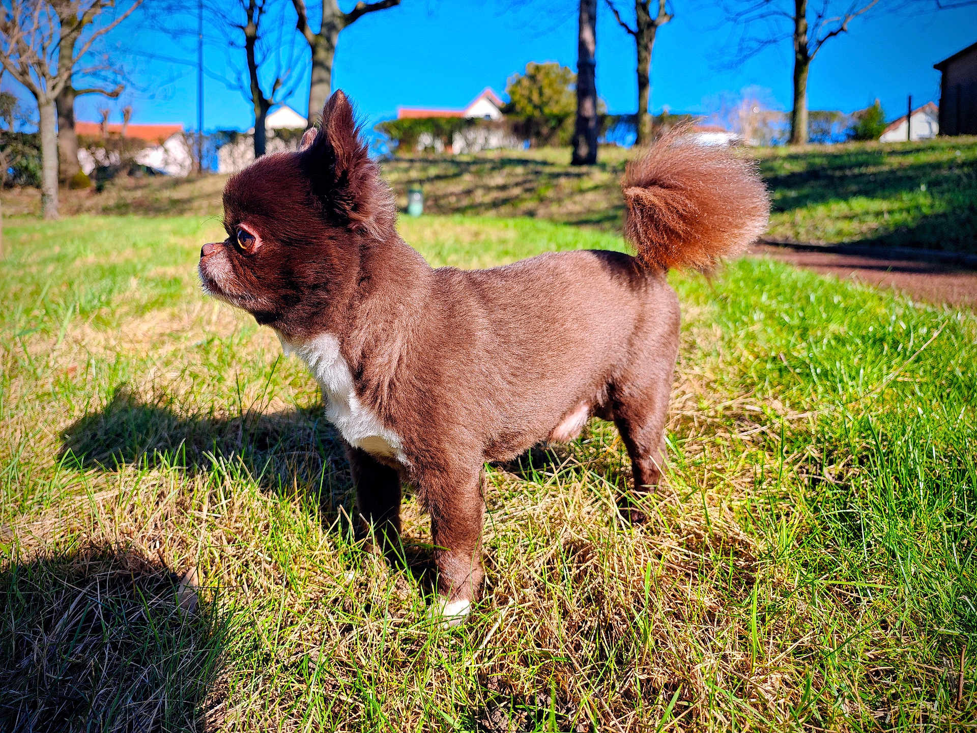 Paco a rejoint le concours — aidez-le/la à gagner de superbes lots ! dog, brown_dog, fluffy_tail, grass, outdoor, sunny, blue_sky, trees, pet, animal, canine, small_dog, side_view, nature, park, daylight, shadow, fur, cute, alert