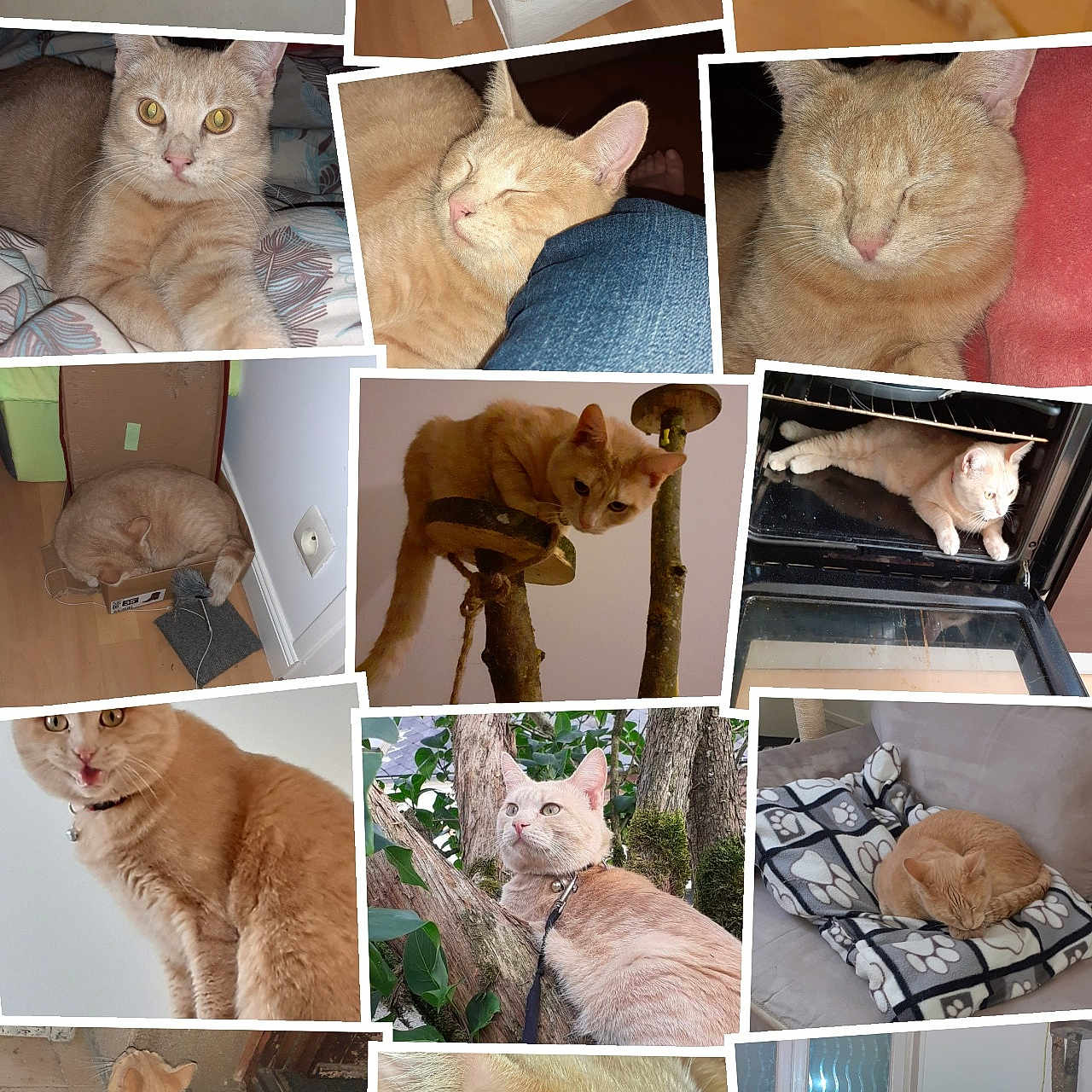 Rousty participe au concours pour gagner de l'argent avec cette photo : abyssinian, animal, art, cat, clothing, collage, couch, footwear, furniture, homedecor, indoors, interiordesign, kitten, linen, manx, person, pet, shoe, sleeping, wood