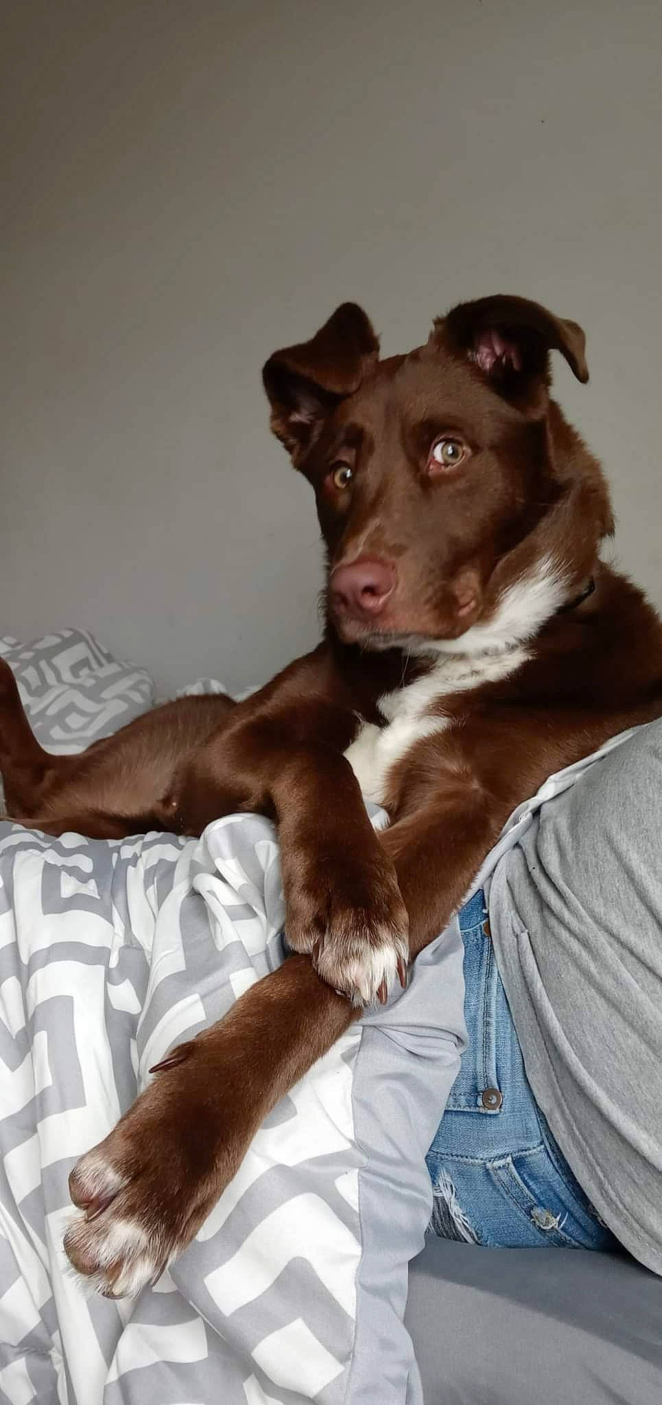 Ozzie Dior joined the competition — help win amazing prizes! borador, canidae, carnivore, comfort, companion_dog, dog, dog_breed, ear, elbow, fawn, fur, gesture, linens, liver, puppy, sitting, snout, sporting_group, whiskers, working_animal