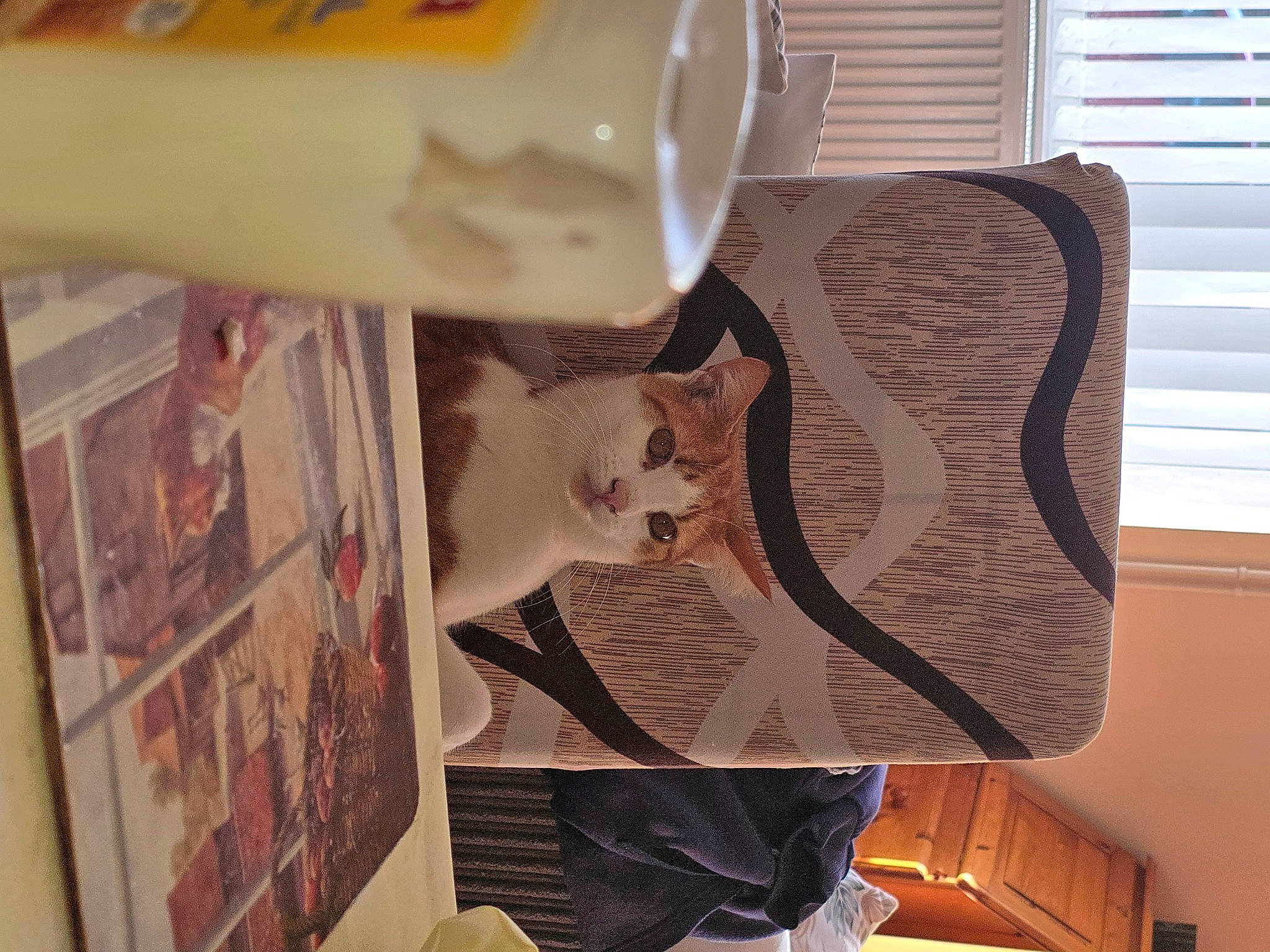 Sandy joined the competition — help win amazing prizes! art, cat, felidae, font, hardwood, illustration, lighting_accessory, material_property, paper, paper_product, pattern, room, sculpture, shelf, small_to_medium_sized_cats, textile, tree, visual_arts, window_blind, wood