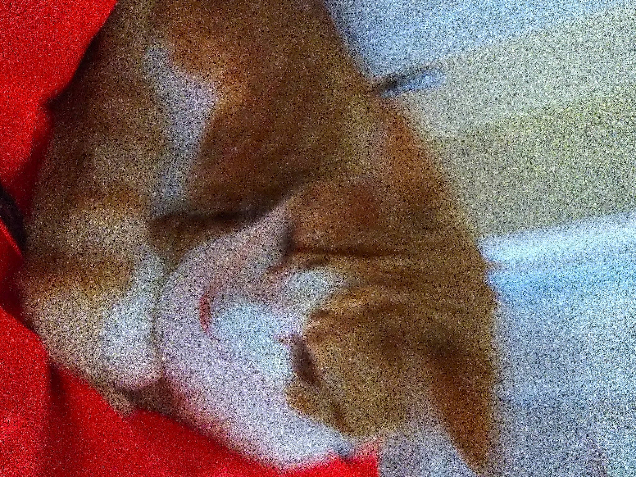 Sandy is registered to the contest to win money with this photo: carnivore, cat, claw, comfort, domestic_short_haired_cat, fawn, felidae, flooring, fur, hardwood, nap, paw, small_to_medium_sized_cats, snout, tail, terrestrial_animal, whiskers, wood