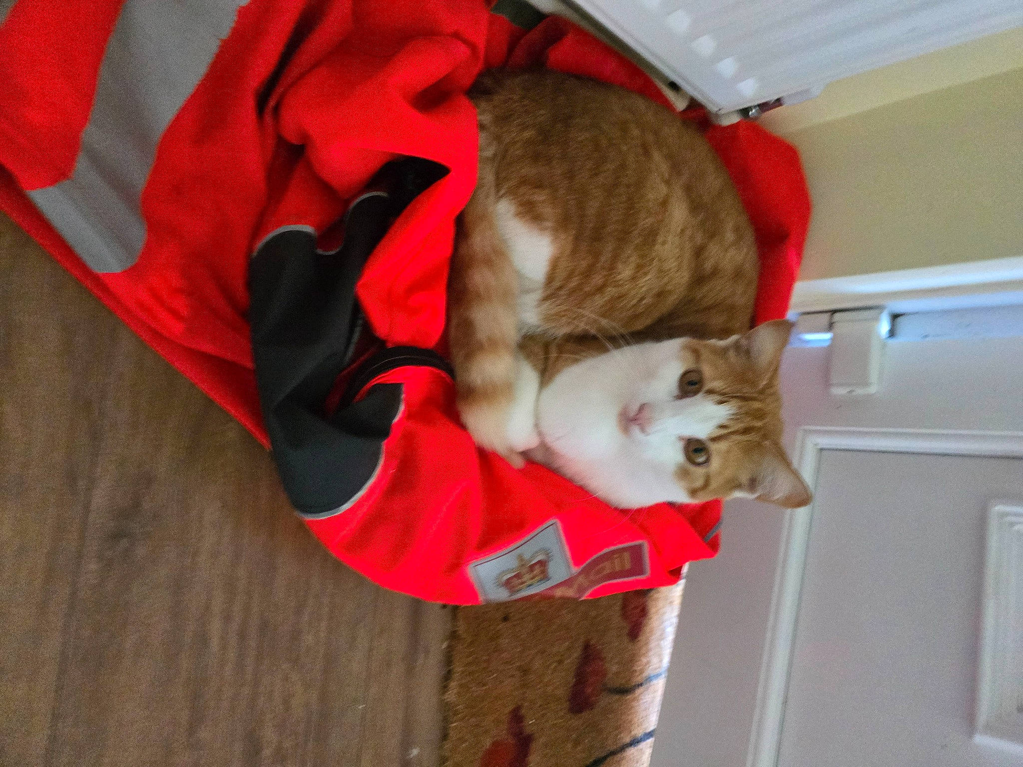 Sandy joined the competition — help win amazing prizes! canidae, carmine, carnivore, cat, collar, comfort, companion_dog, domestic_short_haired_cat, fawn, felidae, fur, hardwood, lap, orange, plant, small_to_medium_sized_cats, sporting_group, tail, whiskers, wood