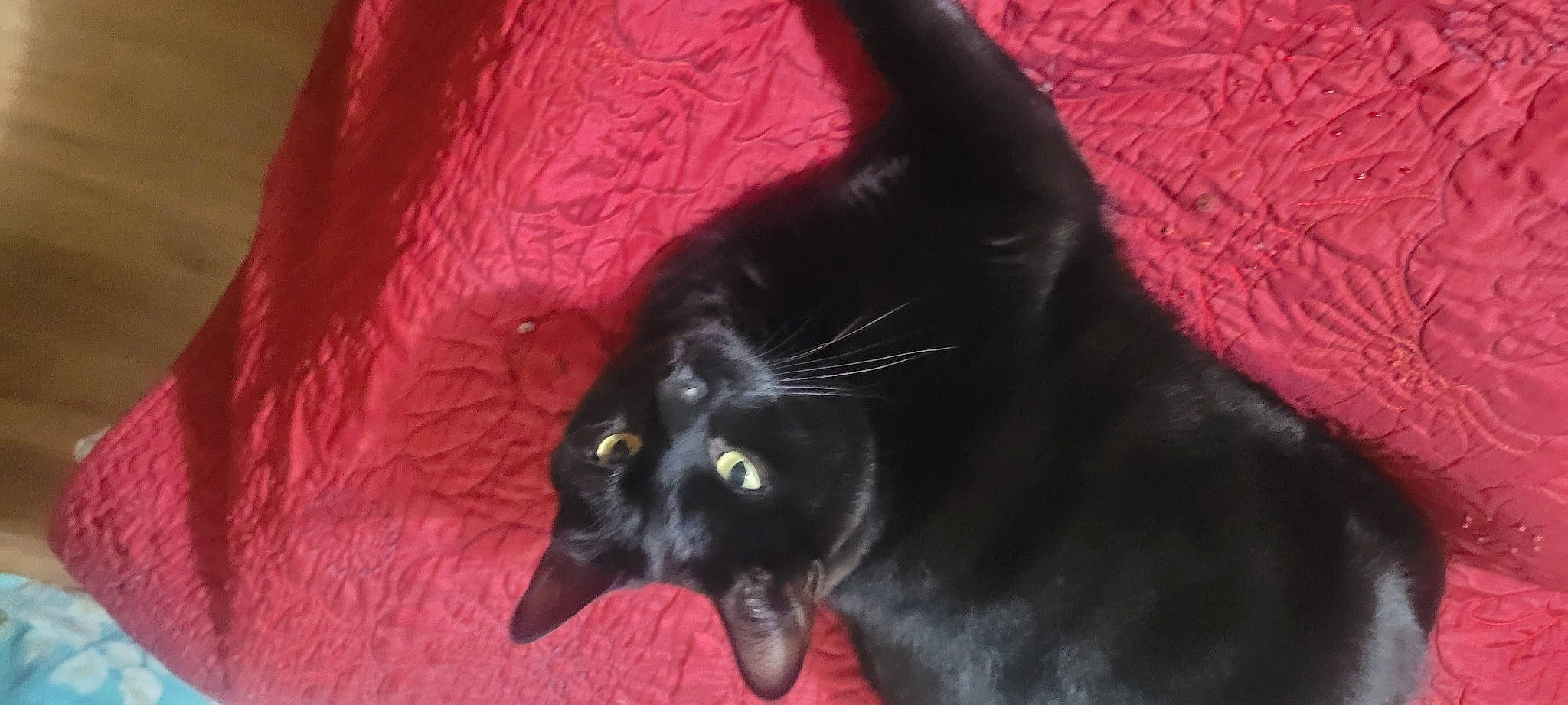 Belle is registered to the contest to win money with this photo: black_cat, bombay, carmine, carnivore, cat, claw, comfort, domestic_short_haired_cat, felidae, fur, small_to_medium_sized_cats, snout, terrestrial_animal, whiskers