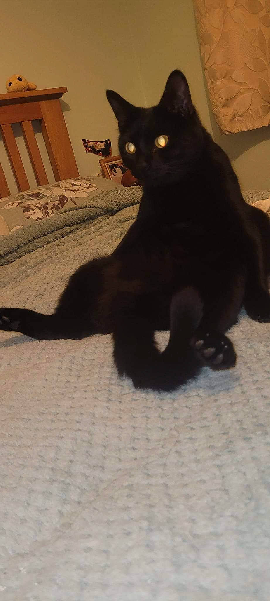 Belle is registered to the contest to win money with this photo: black_cat, bombay, carnivore, cat, claw, domestic_short_haired_cat, drawer, felidae, flooring, fur, hardwood, havana_brown, plant, shadow, small_to_medium_sized_cats, snout, tail, terrestrial_animal, whiskers, wood