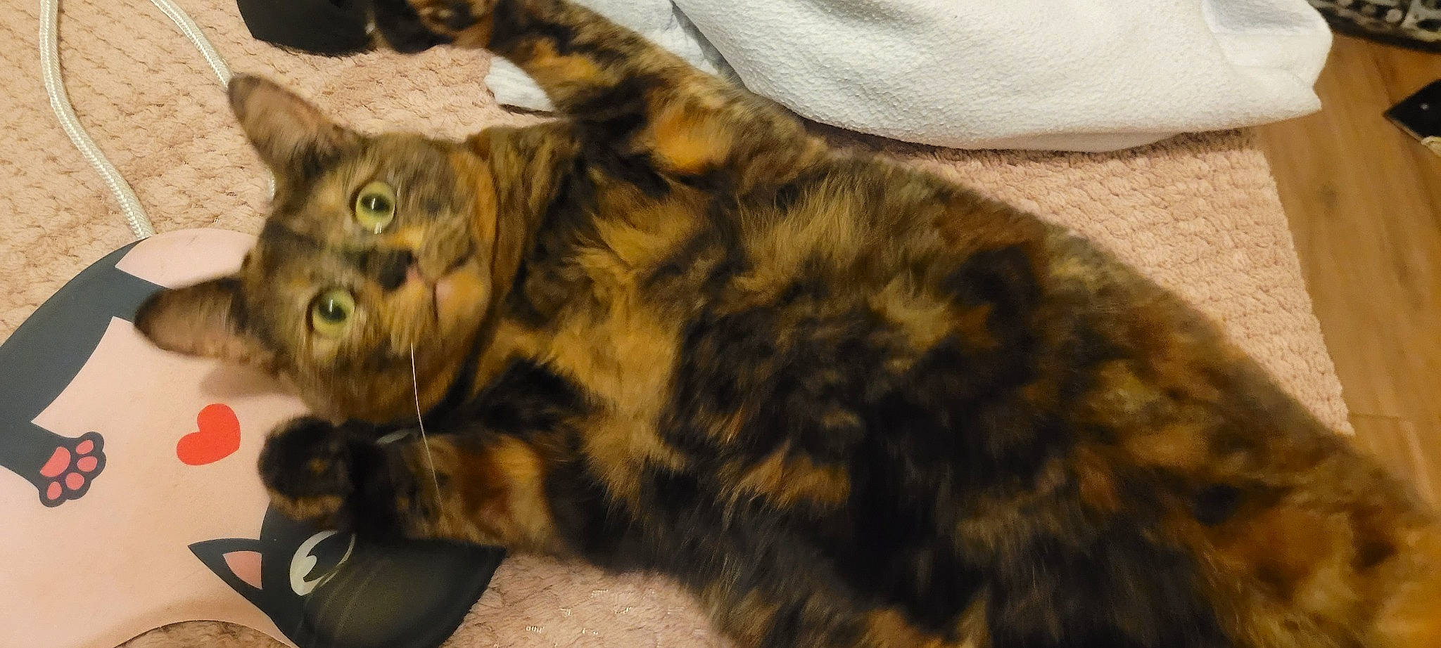 Princess joined the competition — help win amazing prizes! carnivore, cat, claw, comfort, domestic_short_haired_cat, fawn, felidae, fur, paw, small_to_medium_sized_cats, snout, tail, terrestrial_animal, whiskers