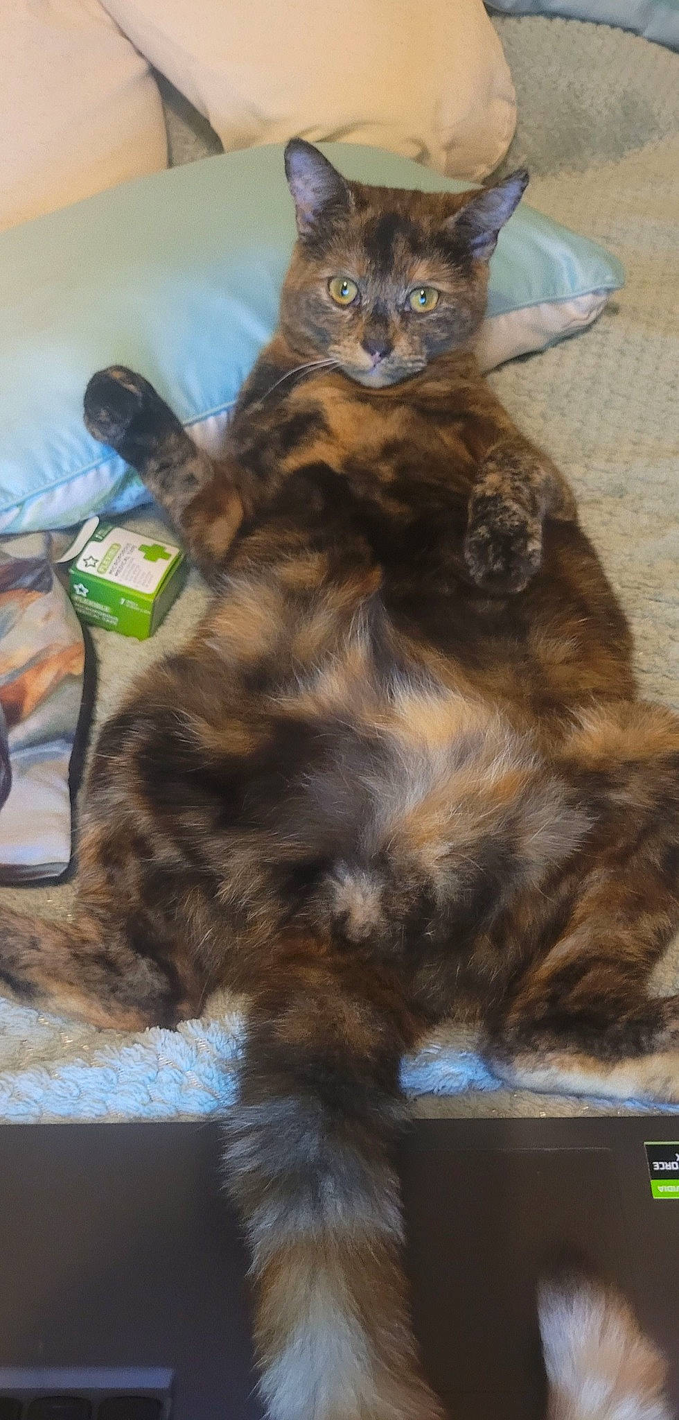 Princess joined the competition — help win amazing prizes! carnivore, cat, claw, dog_breed, domestic_short_haired_cat, felidae, fur, paw, small_to_medium_sized_cats, snout, tail, terrestrial_animal, whiskers