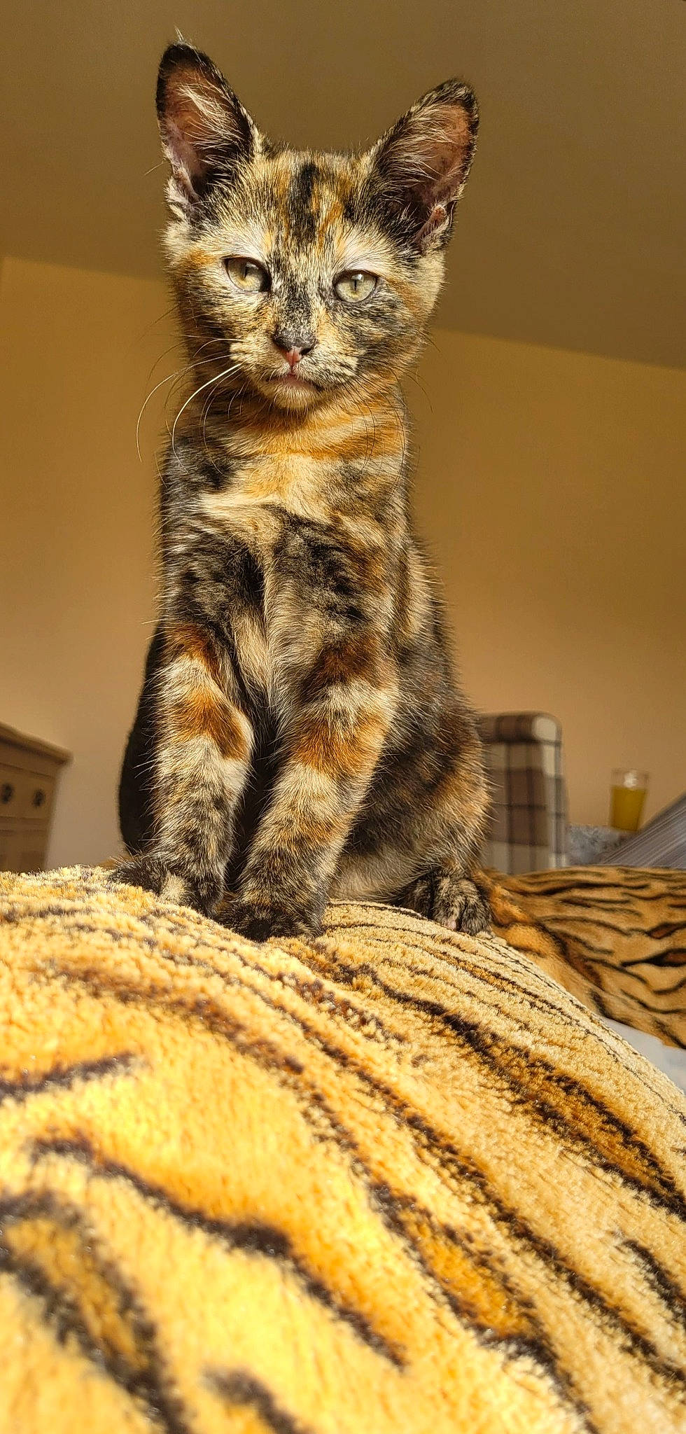 Princess joined the competition — help win amazing prizes! carnivore, cat, claw, comfort, domestic_short_haired_cat, fawn, felidae, fur, linens, paw, small_to_medium_sized_cats, tail, terrestrial_animal, tree, whiskers, wildlife, wood