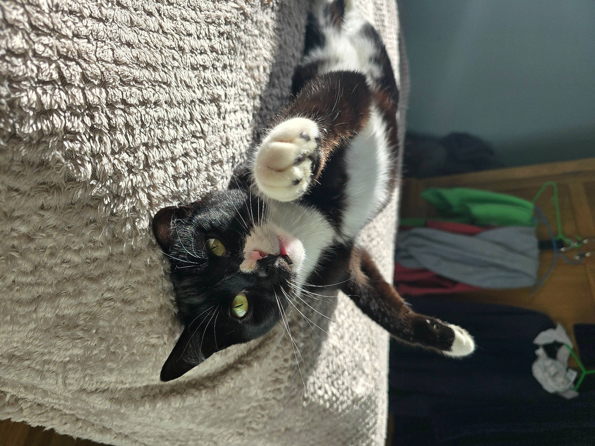 Buttons is registered to the contest to win money with this photo: bag, black_cat, carnivore, cat, cat_supply, claw, comfort, domestic_short_haired_cat, felidae, fur, hat, linens, paw, small_to_medium_sized_cats, tail, tree, whiskers, wood, woolen, woven_fabric