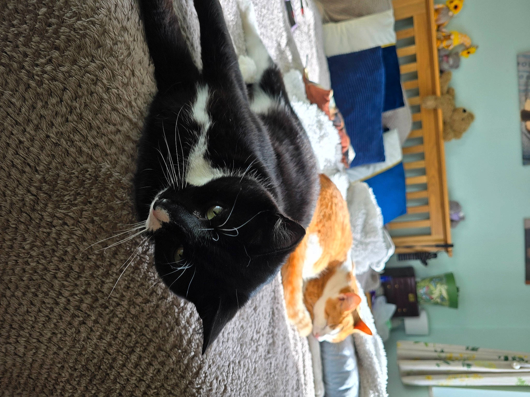 Buttons joined the competition — help win amazing prizes! black_cat, canidae, carnivore, cat, claw, collar, dog_breed, domestic_short_haired_cat, felidae, fur, human_leg, small_to_medium_sized_cats, sporting_group, tail, water, whiskers, window, winter