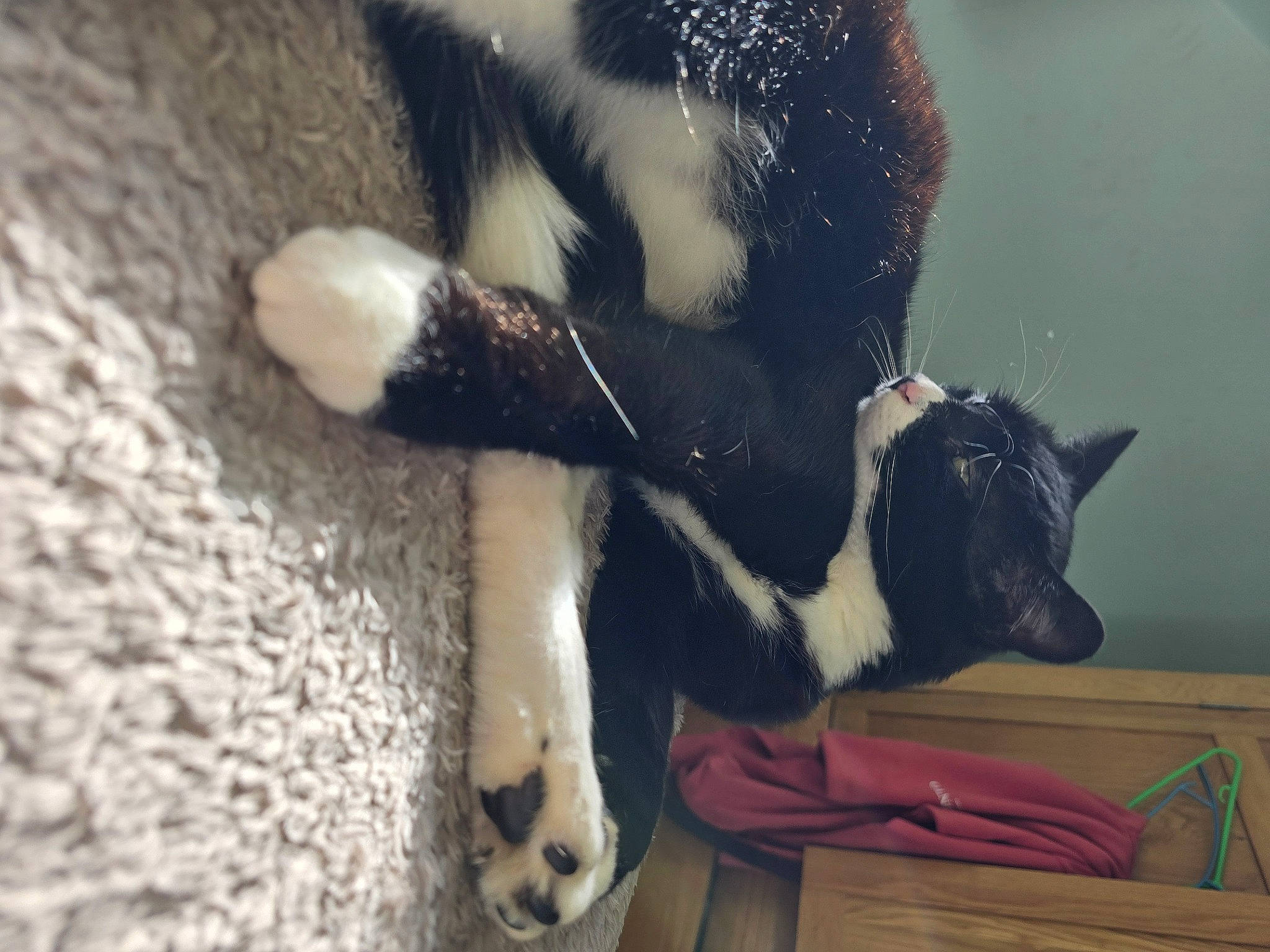 Buttons is registered to the contest to win money with this photo: beak, canidae, carnivore, claw, dog_breed, domestic_short_haired_cat, felidae, flightless_bird, fur, livestock, penguin, small_to_medium_sized_cats, snout, tail, terrestrial_animal, vertebrate, whiskers, wildlife, window, wood