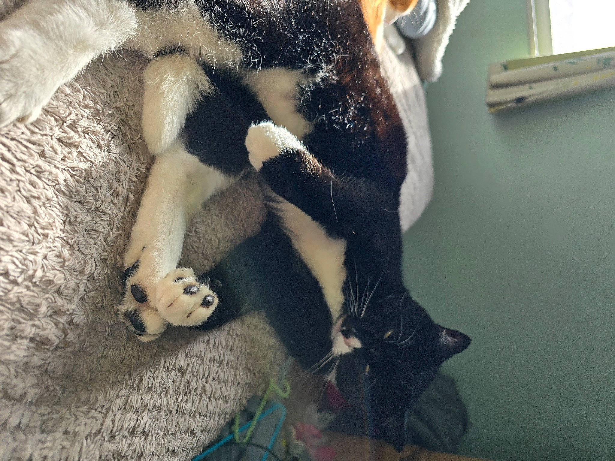 Buttons is registered to the contest to win money with this photo: canidae, carnivore, cat, claw, comfort, companion_dog, dog_breed, domestic_short_haired_cat, fawn, felidae, foot, fur, human_leg, paw, room, small_to_medium_sized_cats, snout, tail, terrestrial_animal, whiskers