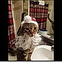 cat, tabby, santa_hat, beard, bathroom, sink, mirror, curtain, countertop, pet, animal, domestic, feline, costume, holiday, decor, indoor, curled_whiskers, fur, standing